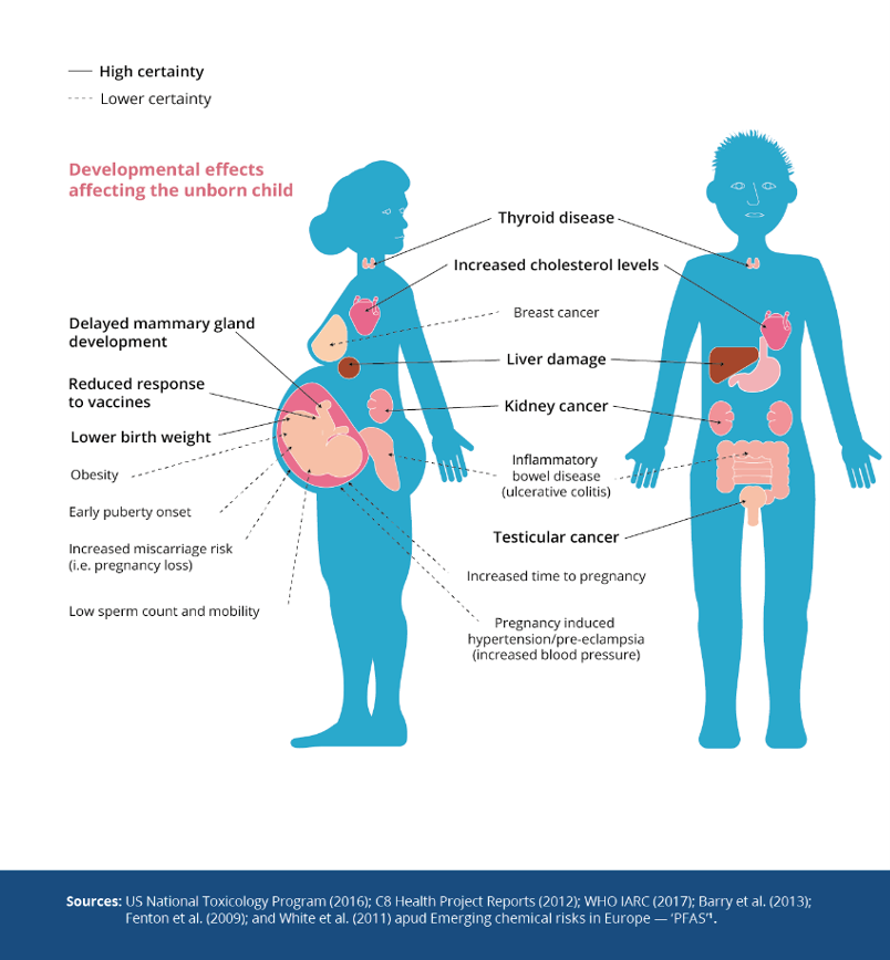 Diagram of the health impacts PFAS can have on your body